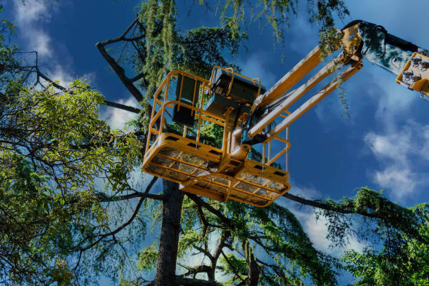 Tree and Shrub Care in Beggs, OK